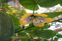 Abutilon ranadei